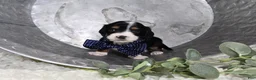 Miniature Dachshund dogs for sale: Bingo - Ad 8