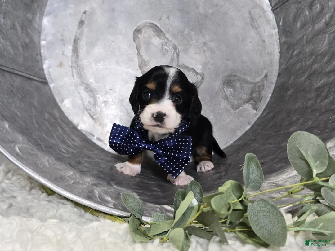Miniature Dachshund dogs for sale: Bingo - Ad 8