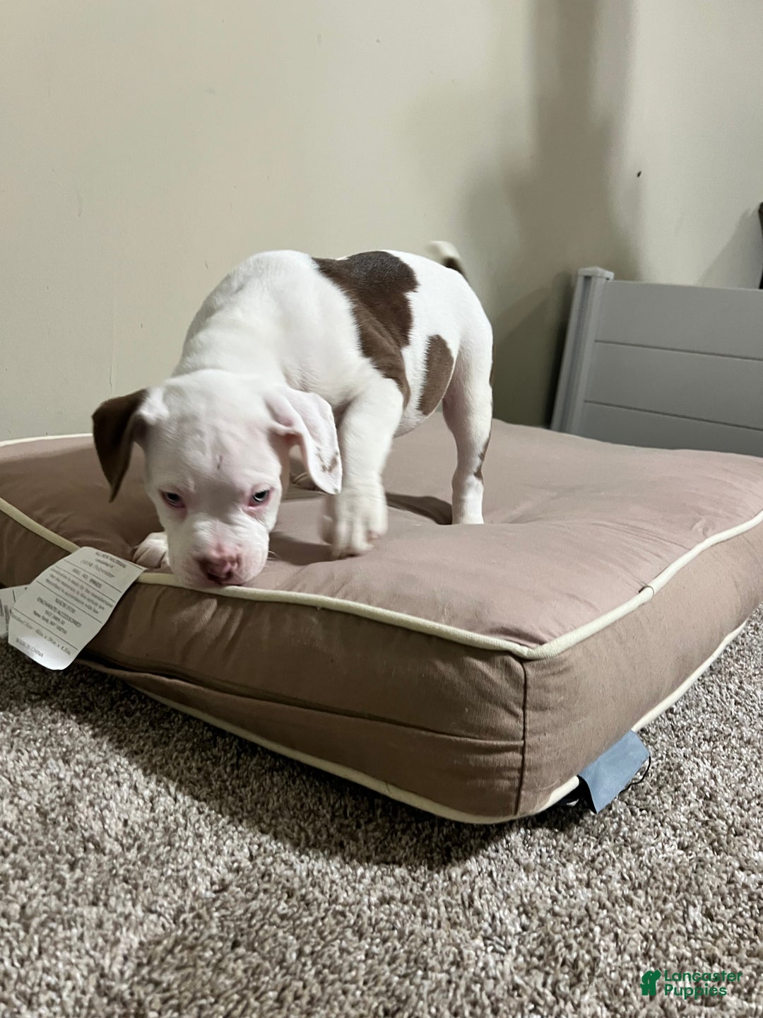 Mixed Breed dogs for sale: Mixed Breed Puppy 4 - Ad 3