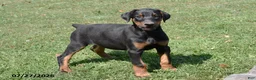 Doberman Pinscher dogs for sale: Gemma - Ad 2