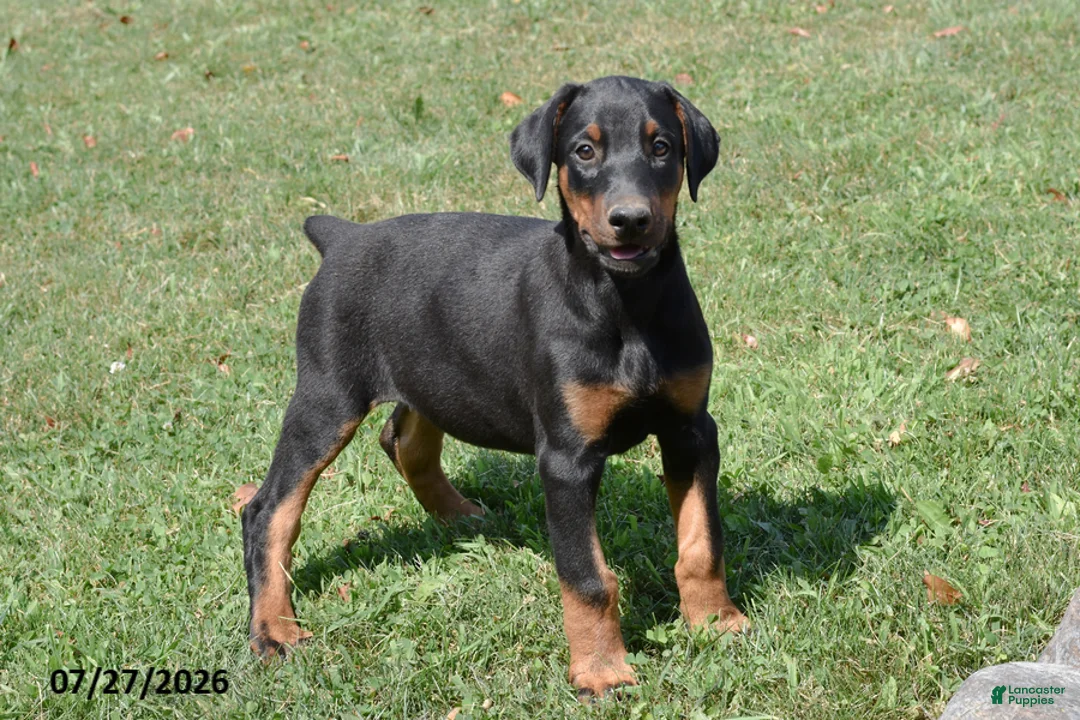 Doberman Pinscher dogs for sale: Gemma - Ad 2