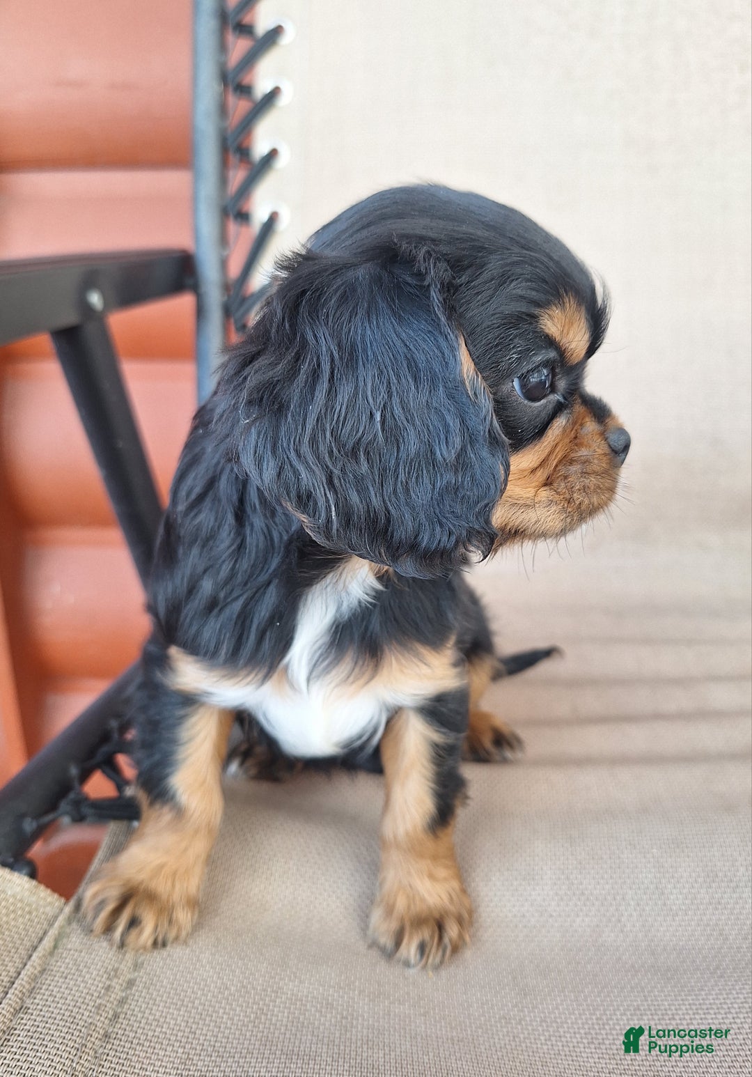 Cavalier King Charles Spaniel dogs for sale: Arlo - Ad 5