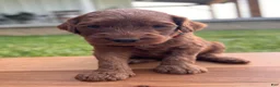 Irish Doodle dogs for sale: Cedar - Ad 2