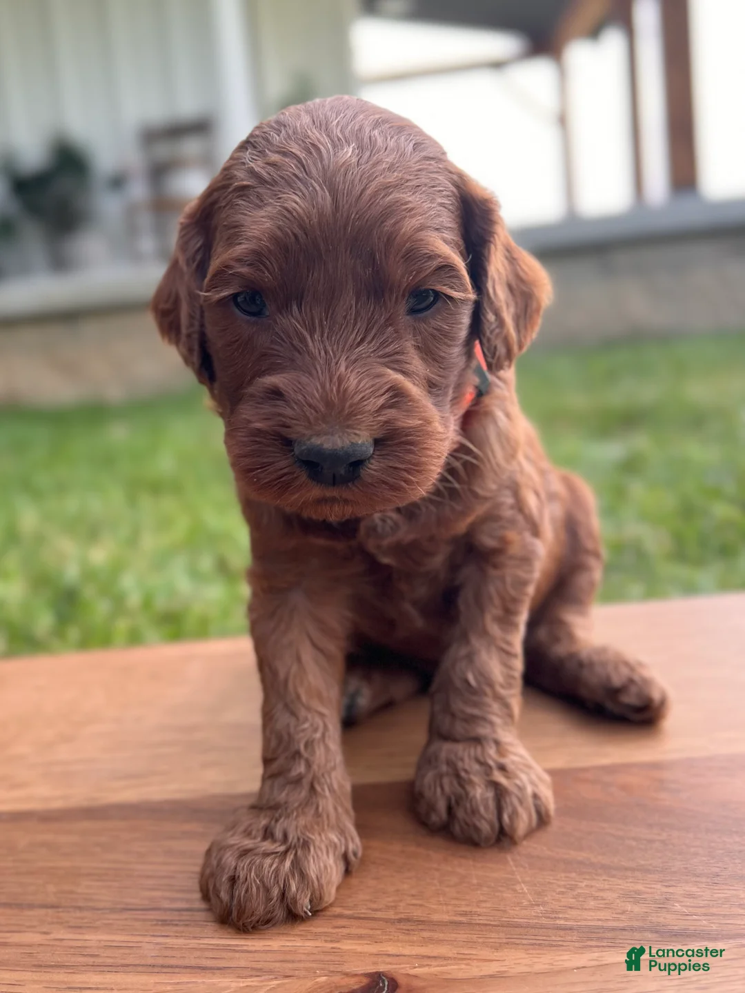 Irish Doodle dogs for sale: Cedar - Ad 2