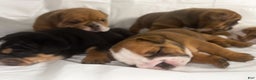 English Bulldog dogs for sale: English Bulldog litter of 5 puppies - Ad 8