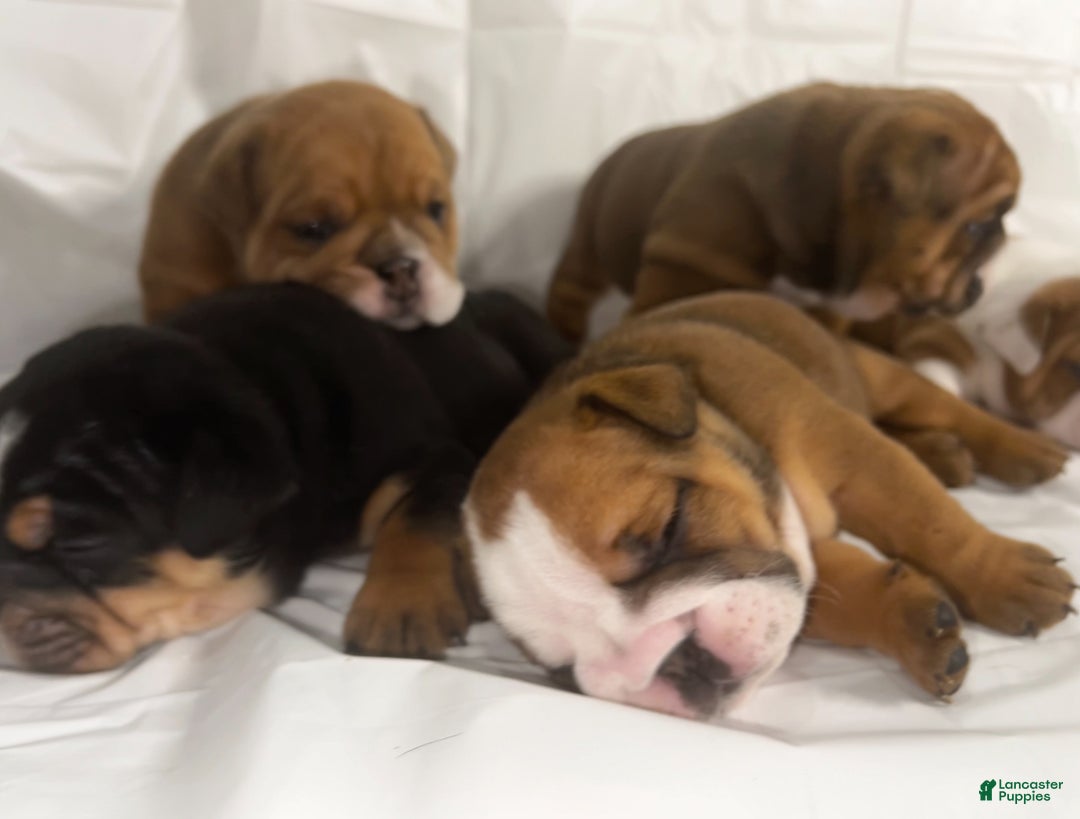 English Bulldog dogs for sale: English Bulldog litter of 5 puppies - Ad 8
