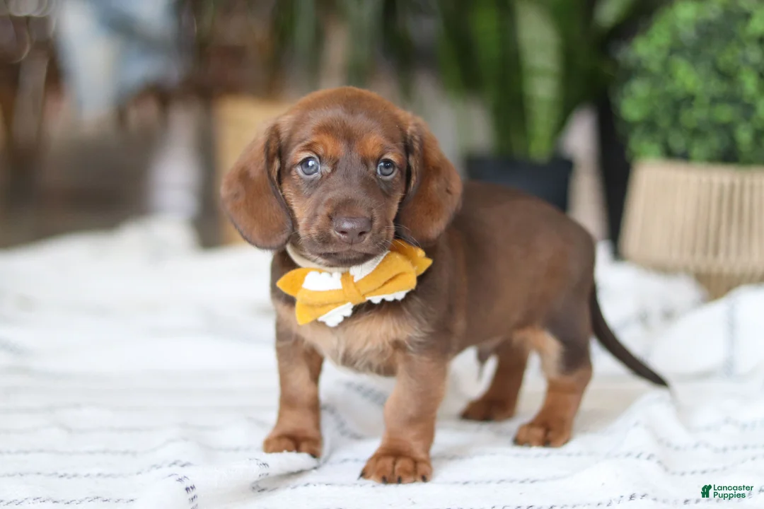 Miniature Dachshund dogs for sale: Chorizo - Ad 3