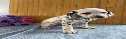 Dalmatian dogs for sale: Tommy - Ad 20