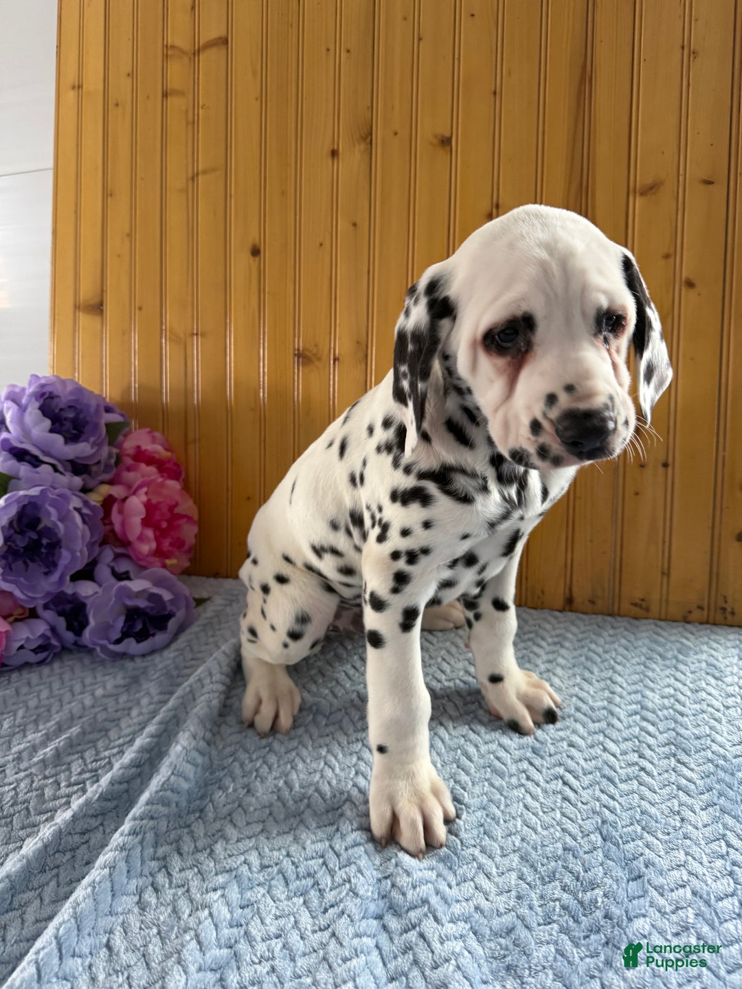 Dalmatian dogs for sale: Tommy - Ad 20