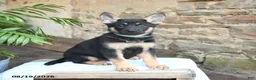 German Shepherd dogs for sale: Nova - Ad 1