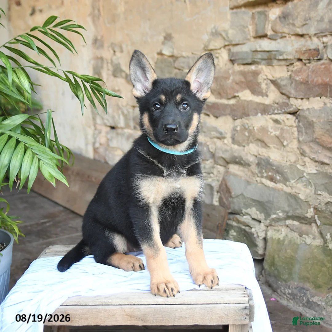 German Shepherd dogs for sale: Nova - Ad 1