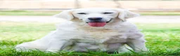 Golden Retriever dogs for sale: Birch  - Ad 8