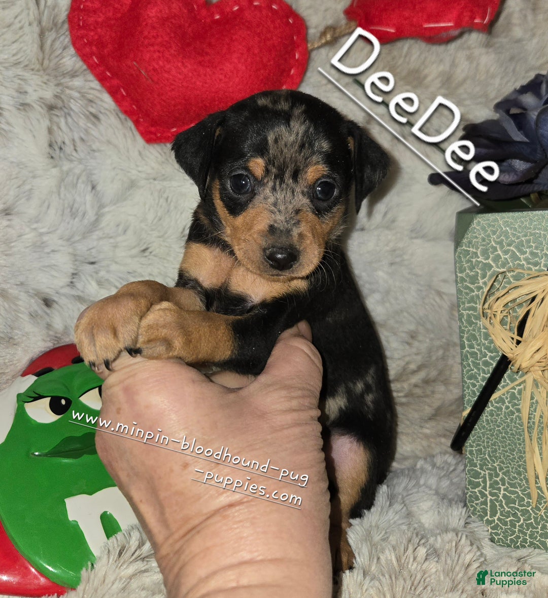 Miniature Pinscher dogs for sale: DeeDee black tan merle  - Ad 3