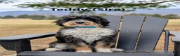 Mini Goldendoodle dogs for sale: Mountain Goldendoodle - Hazel - Ad 19