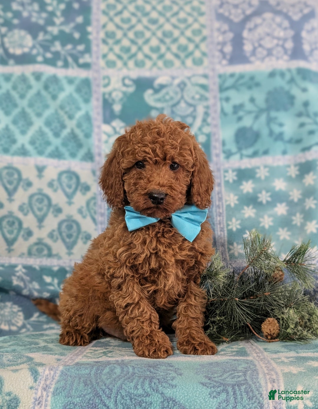 Miniature Poodle dogs for sale: Broderick - Ad 4