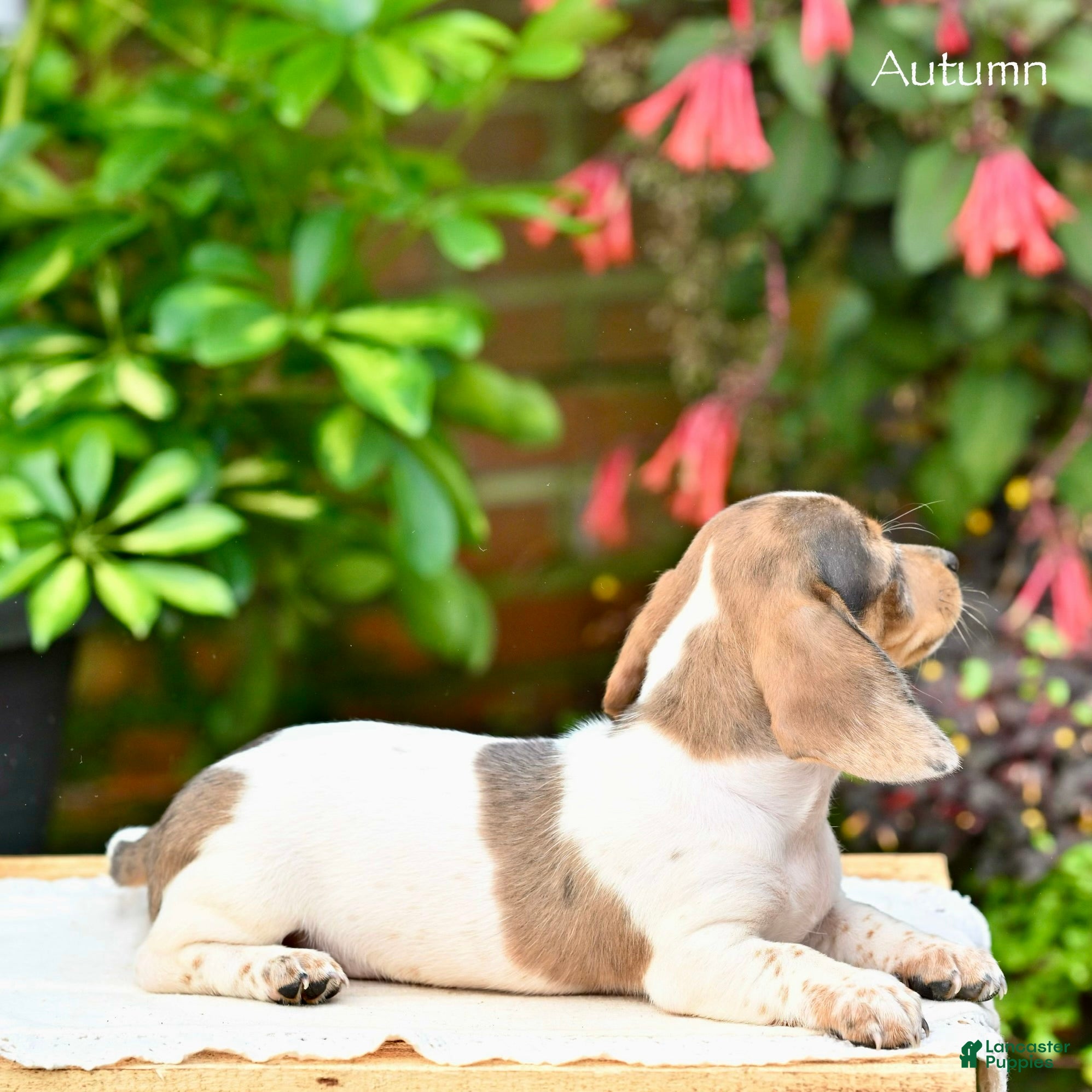 Miniature Dachshund dogs Autumn  - Ad 2