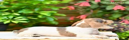 Miniature Dachshund dogs for sale: Autumn  - Ad 2