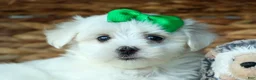 Maltese dogs for sale: PACO - Ad 13