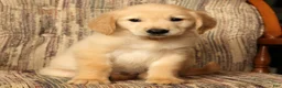 Golden Retriever dogs for sale: Rocky - Ad 5