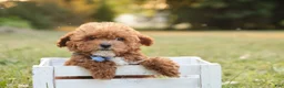 Toy Poodle dogs for sale: Reese - Ad 3
