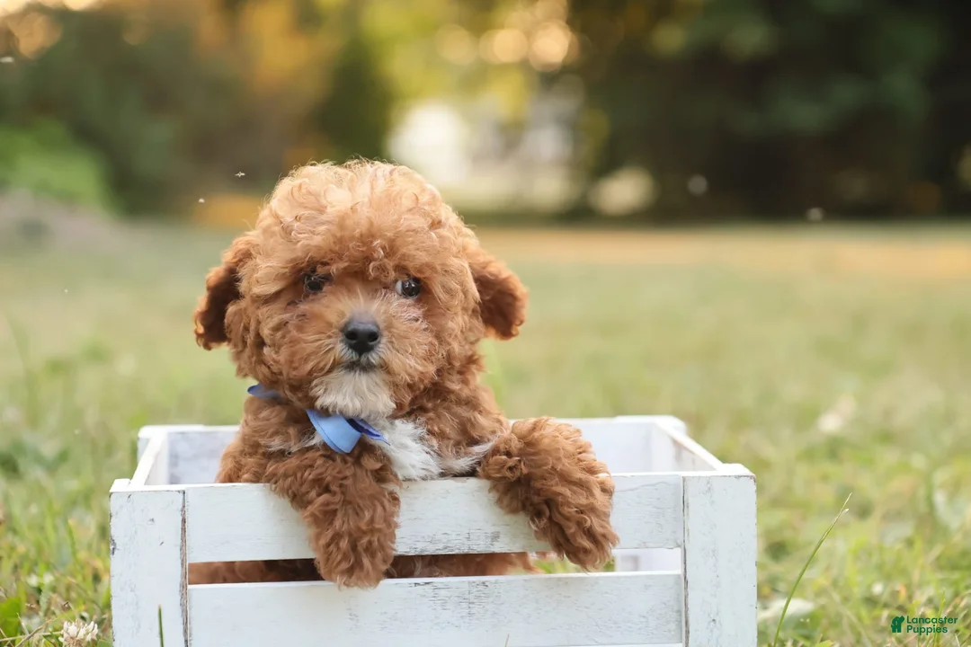 Toy Poodle dogs for sale: Reese - Ad 3
