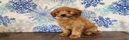 Mini Goldendoodle dogs for sale: Reno - Ad 10