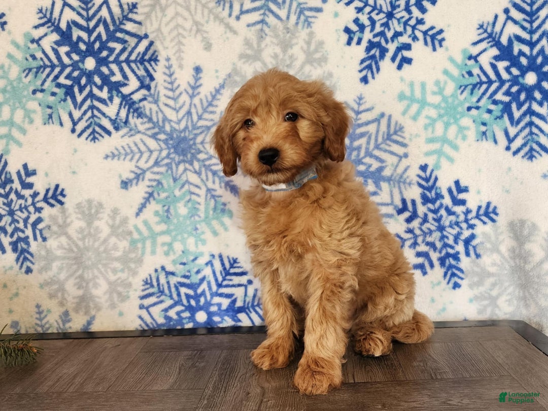 Mini Goldendoodle dogs for sale: Reno - Ad 10