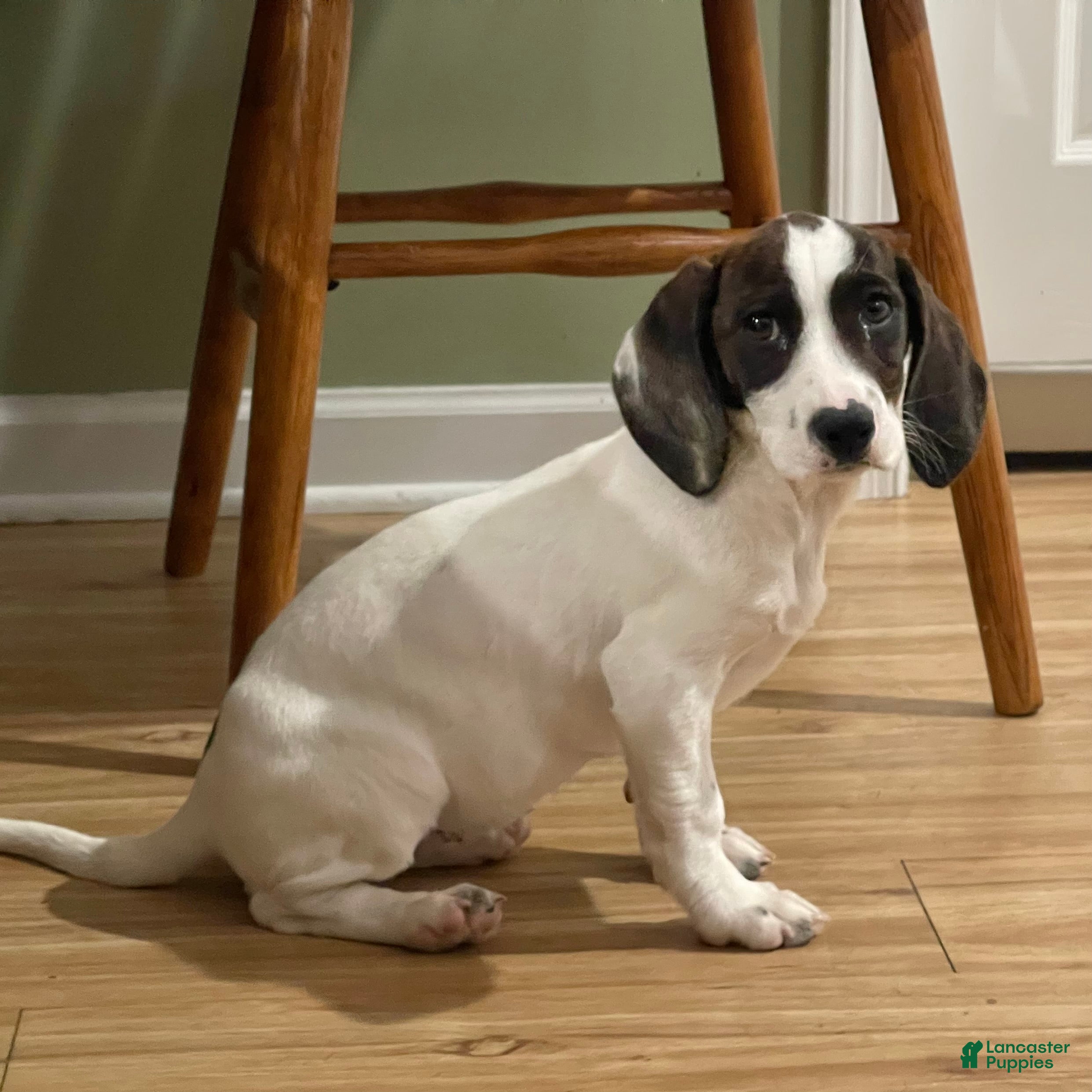 Mixed Breed dogs for sale: Tilly - Ad 3