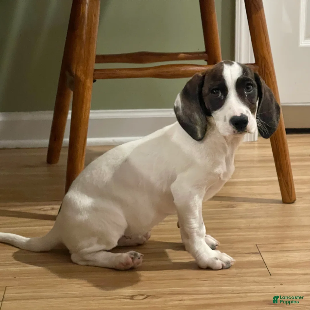 Mixed Breed dogs for sale: Tilly - Ad 1