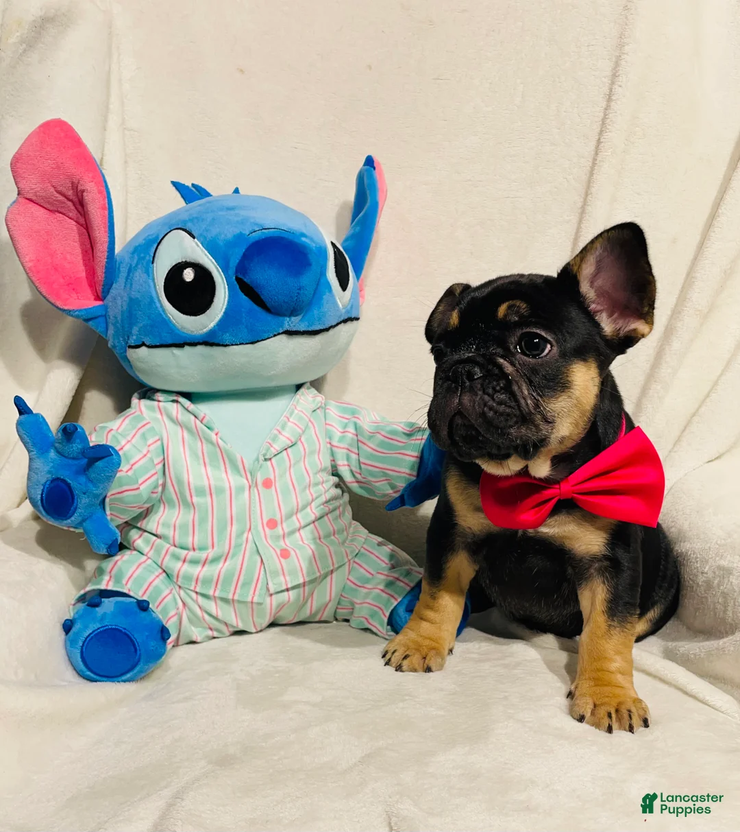 French Bulldog dogs for sale: French Bulldog Puppy 5 - Ad 2