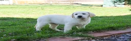 Labrador Retriever dogs for sale: Jeremiah  - Ad 4