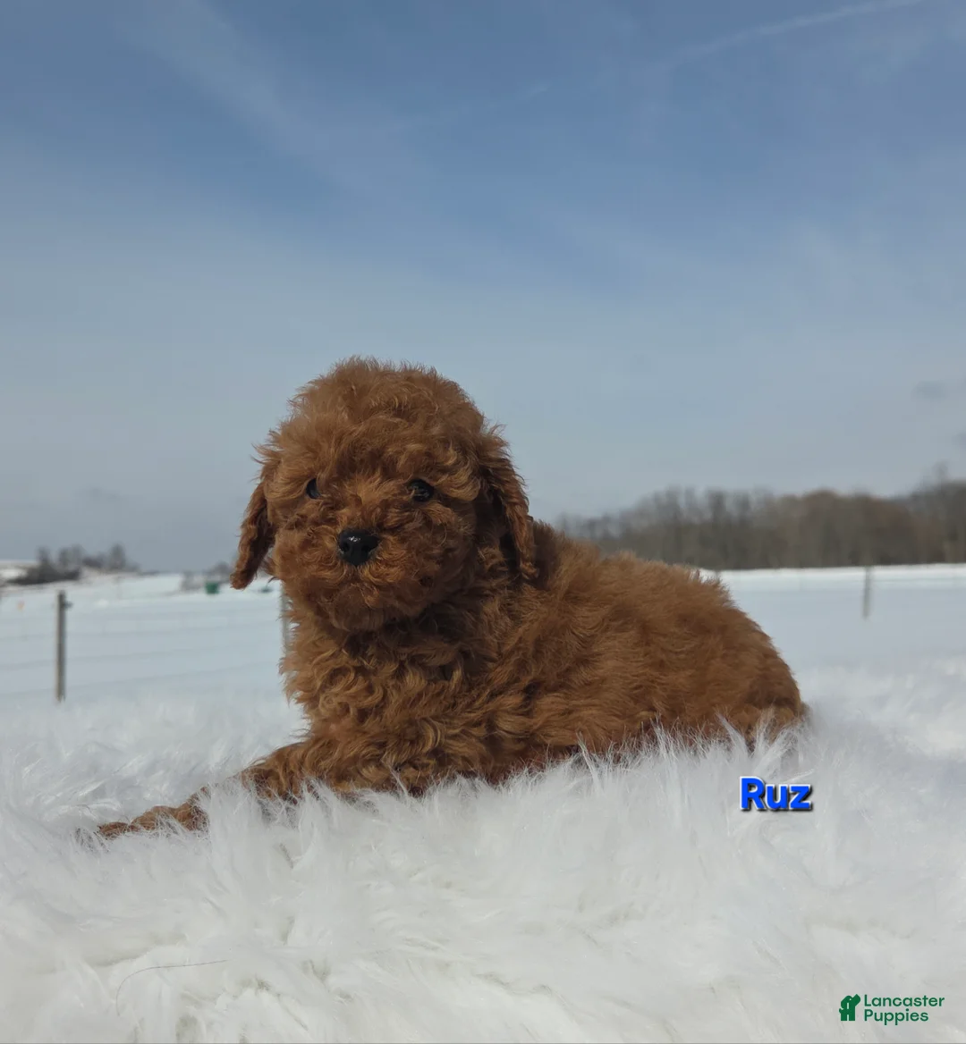 Miniature Poodle dogs for sale: Ruz - Ad 4