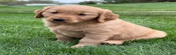 Golden Retriever dogs for sale: Monet - Ad 3