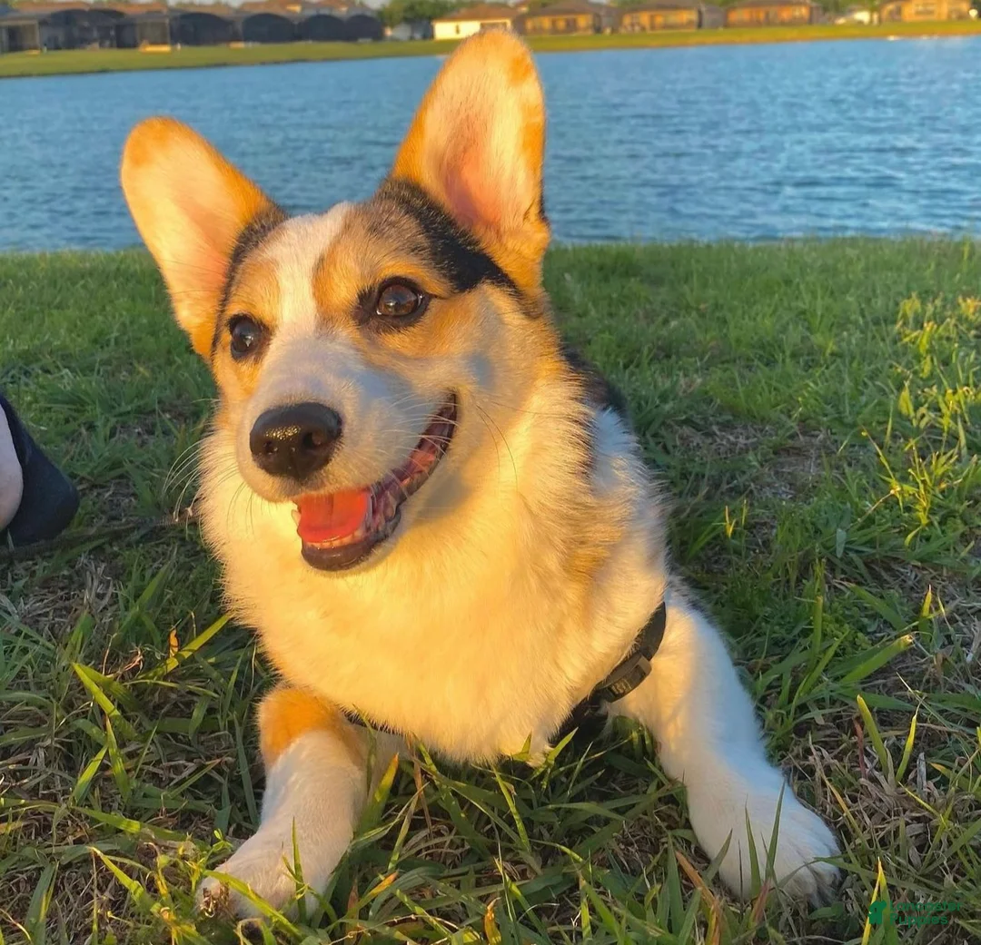 Mixed Breed dogs for sale: Star - Ad 10