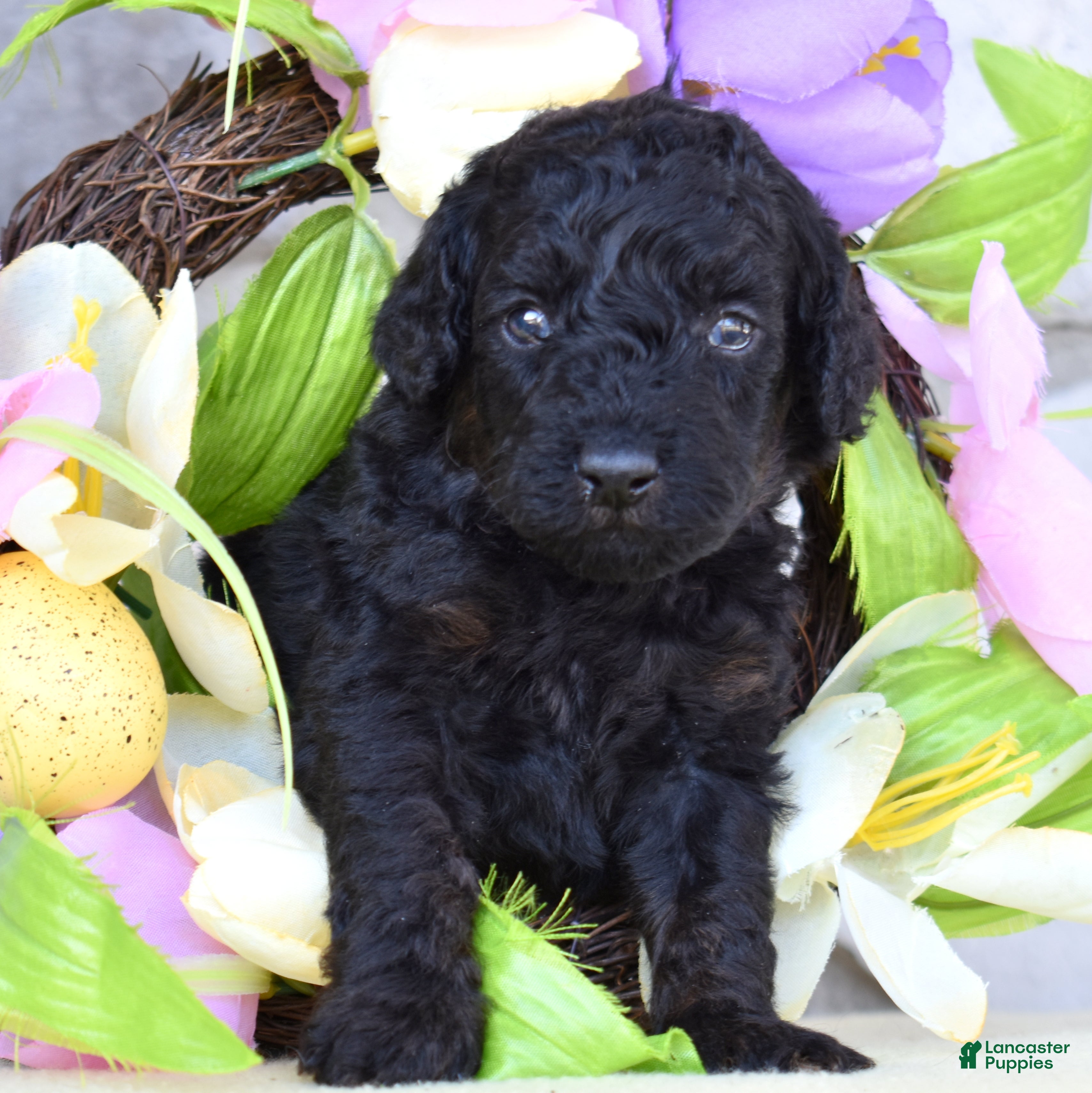 Miniature Poodle dogs Onyx  - Ad 1
