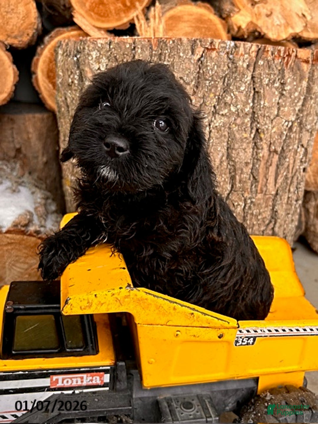 Mixed Breed dogs for sale: Lennon - Ad 2