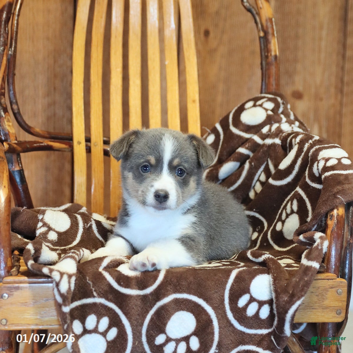 Mixed Breed dogs Archie - Ad 10