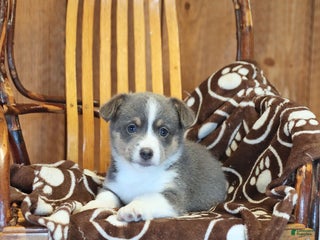 Mixed Breed dogs Archie - Ad 10