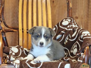 Mixed Breed dogs Archie - Ad 12