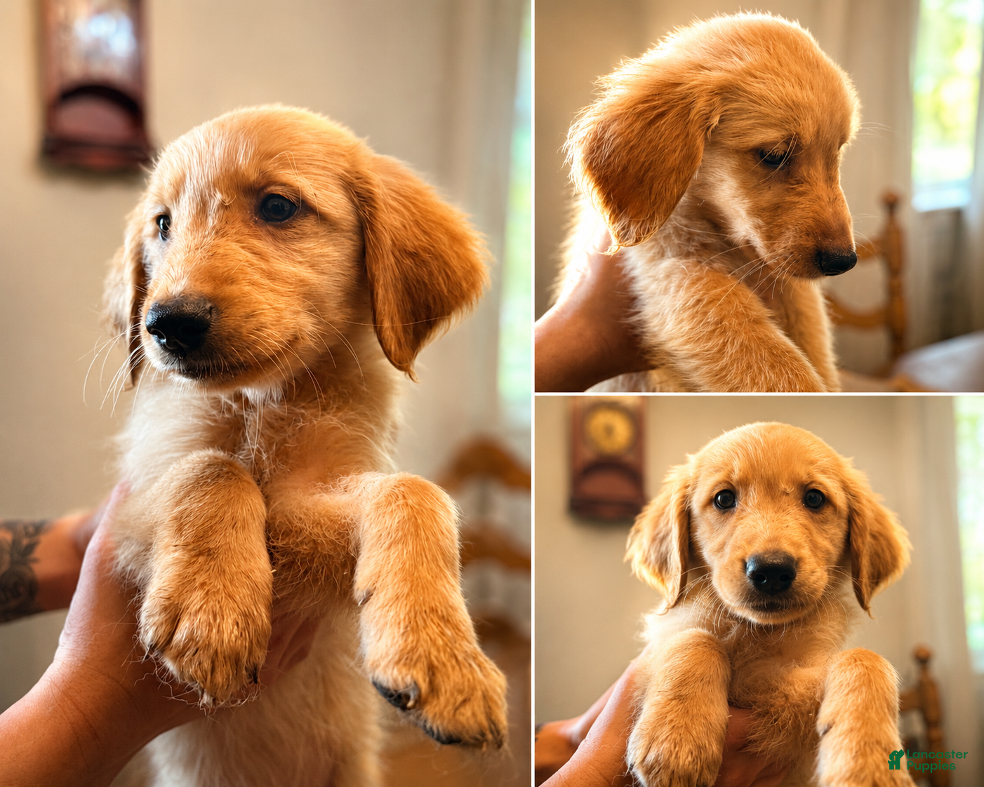 Mixed Breed dogs Mixed Breed 12 - Ad 6