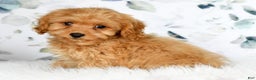 Cockapoo dogs for sale: Rocky - Ad 1