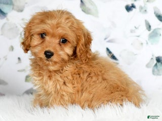 Cockapoo dogs Rocky - Ad 21