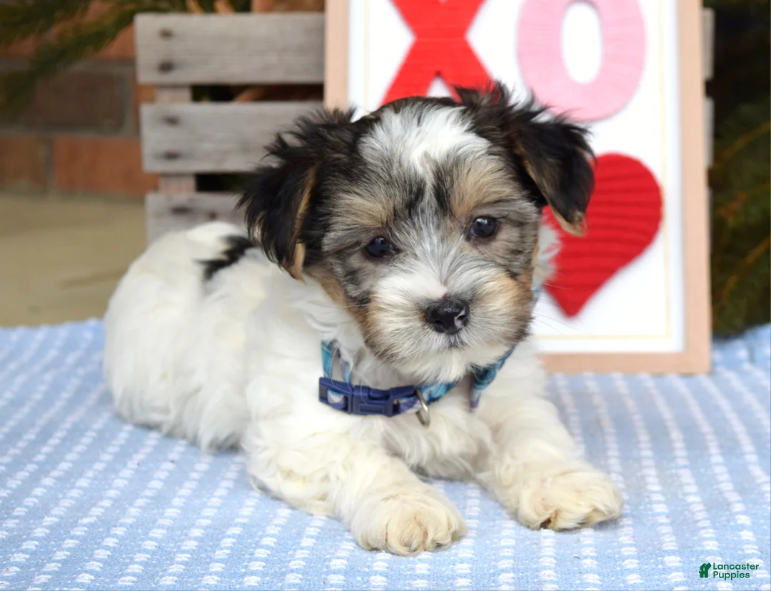 Yorkshire Terrier dogs for sale: Patrick  - Ad 3