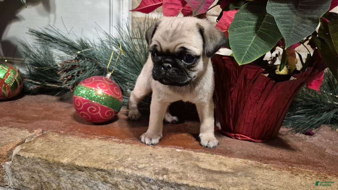 Pug dogs for sale: Pug Puppy 1 - Ad 2