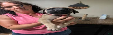English Mastiff 9