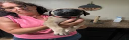 English Mastiff dogs for sale: English Mastiff 9 - Ad 1