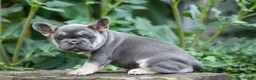 French Bulldog dogs for sale:  Flora Jane 🩷 - Ad 8