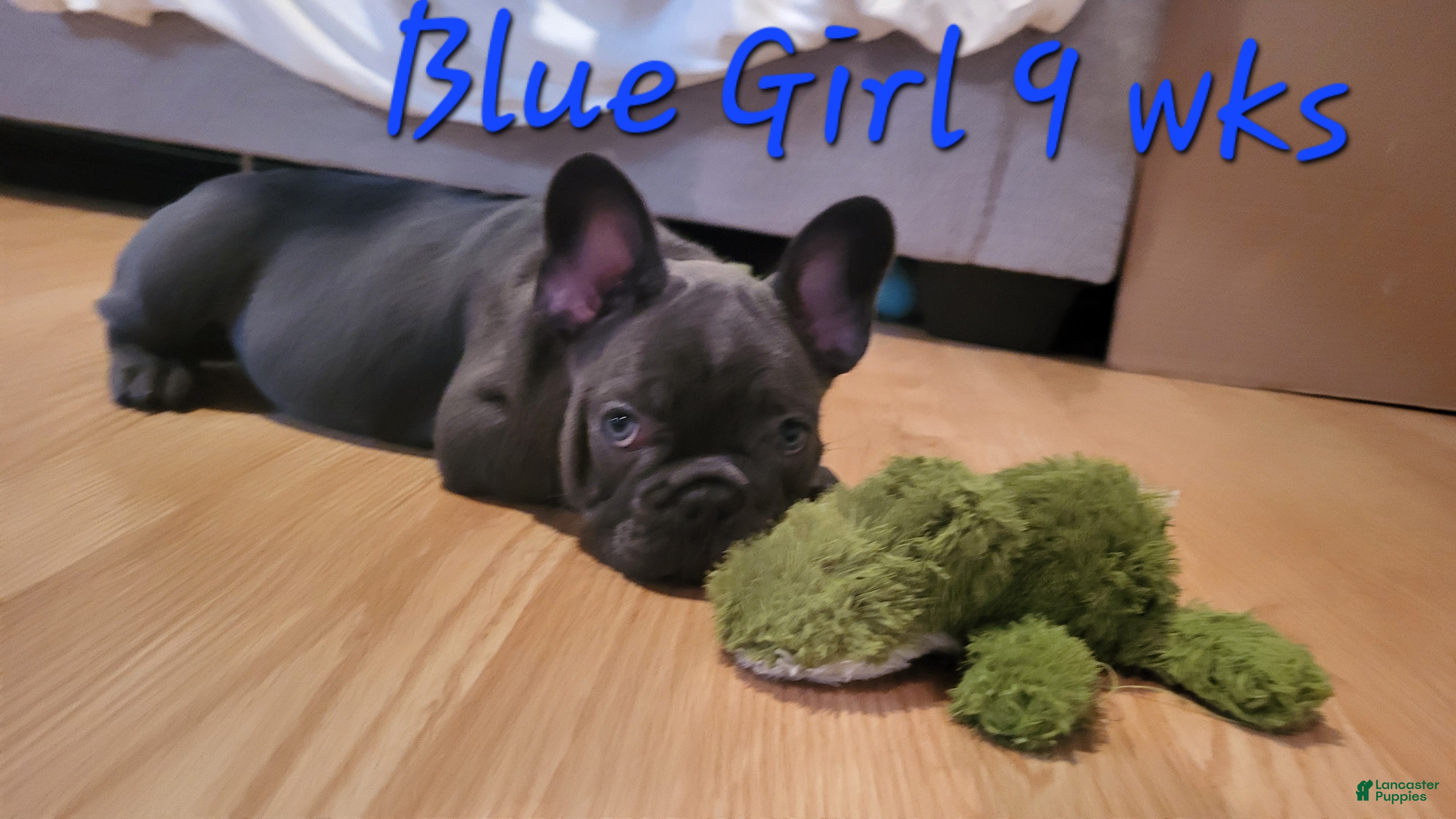 French Bulldog dogs Abijean- French Bulldog Puppy 1 - Ad 6