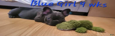 Abijean- French Bulldog Puppy 1