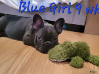 French Bulldog dogs Abijean- French Bulldog Puppy 1 - Ad 14